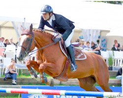 horse Satisfaction (Selle Français, 2006, from Elan de la Cour)