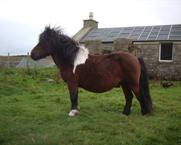 stallion Sevenordale Basil (Shetland Pony, 2000, from Gardie Odin)