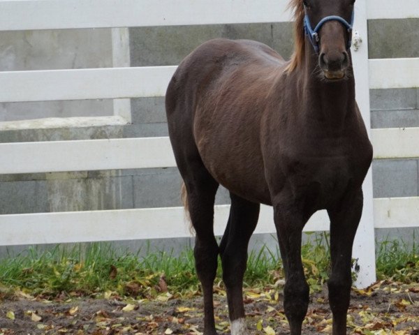 broodmare Stute von 2020 (Hanoverian, 2020, from Fuechtels Floriscount OLD)