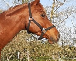 broodmare Gotik (German Riding Pony, 2003, from Galim Ben Galdos ox)