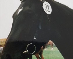 Pferd Danielle (Hannoveraner, 1986, von Don Carlos 4088)