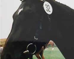 broodmare Danielle (Hanoverian, 1986, from Don Carlos 4088)