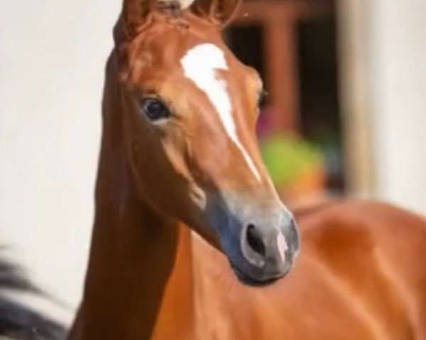 dressage horse Océanne (Trakehner, 2020, from Freiherr von Stein)