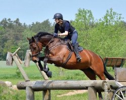 Pferd Bibbione (Trakehner, 2007, von Perechlest)