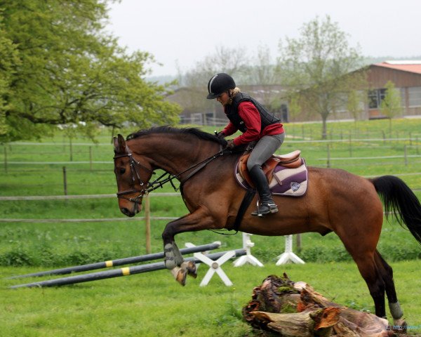 horse Bode Miller (Württemberger, 2004, from Enchantee)