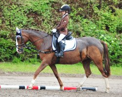 dressage horse Viona (German Riding Pony, 2004, from Offshore Energy R)