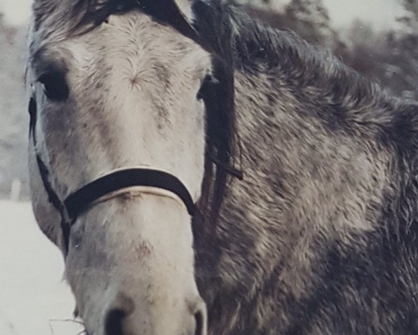 horse Pauline (Hanoverian, 1991, from Pik Senior)