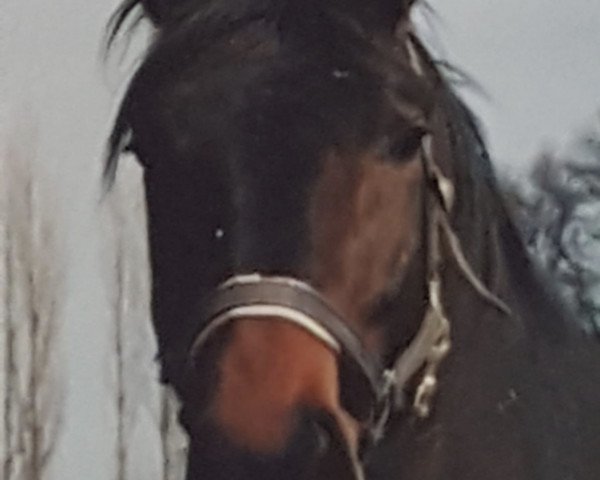 Pferd Don Carlos (Hannoveraner, 1985, von Don Carlos 4088)