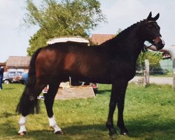 Pferd Catania (Hannoveraner, 1983, von Cardinal xx)