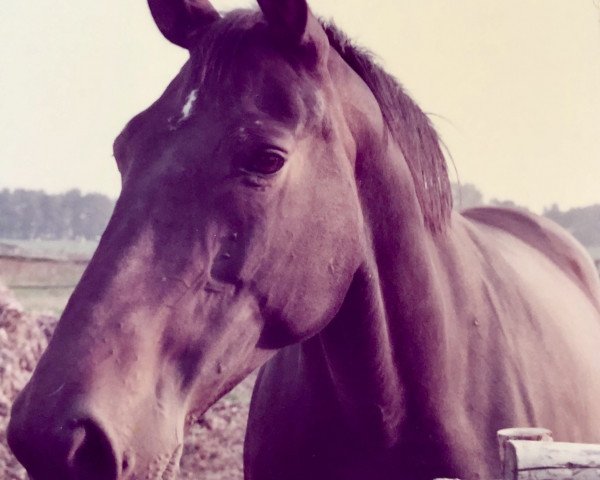 broodmare Pikardie (Hanoverian, 1974, from Pik Koenig)