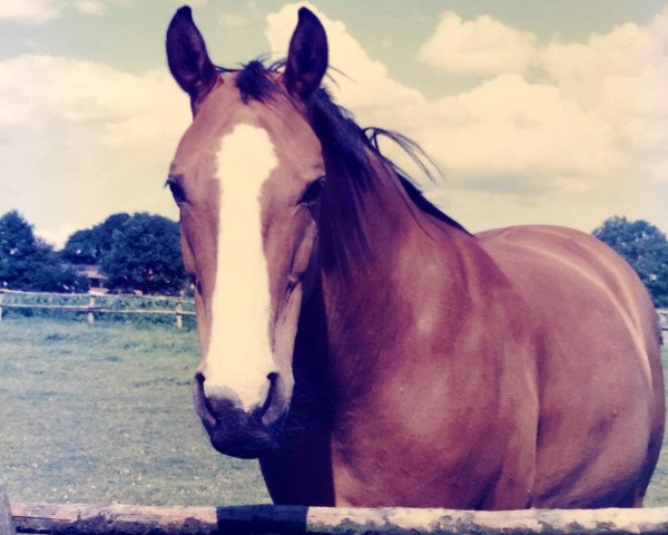 horse Medellin (Westphalian, 1974, from Martini)