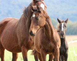 horse Isotop (Trakehner, 2019, from Assistent)