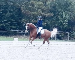 dressage horse Calino II CH (Freiberger, 2012, from Coventry CH)