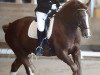 dressage horse Calin IX CH (Freiberger, 2011, from Coventry CH)