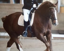 dressage horse Calin IX CH (Freiberger, 2011, from Coventry CH)