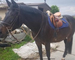 broodmare Cinzanos Legend KB (Swiss Warmblood, 1994, from Cinzano)