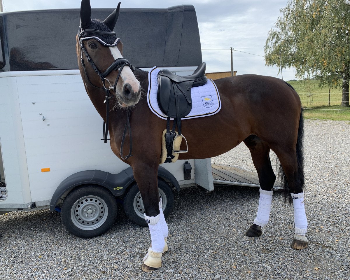 dressage horse First Lady 298 (Oldenburg, 2007, from Fiderprinz)