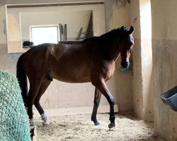 dressage horse Allistair 5 (Oldenburg, 2014, from Ampère)