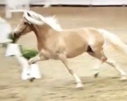 broodmare Annabelle (Haflinger, 2017, from Starkwind)