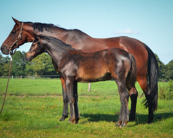 dressage horse Charisma (Trakehner, 2020, from Hibiskus)