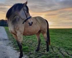 Zuchtstute Goldina (Deutsches Reitpony, 2004, von FS Pearcy Pearson)