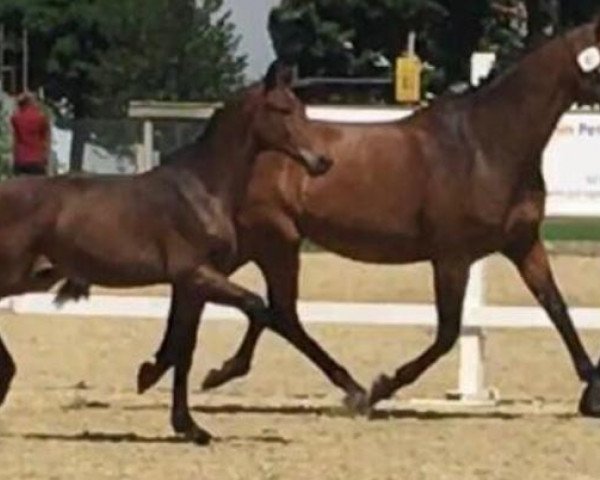 broodmare Coleen CH (Swiss Warmblood, 2011, from Colman)