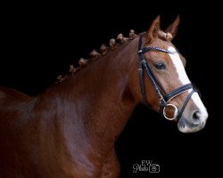 broodmare Toffi Fee 4 (German Riding Pony, 2012, from The Braes My Mobility)