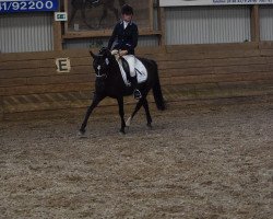 dressage horse Black Witch (Pony without race description, 2004)