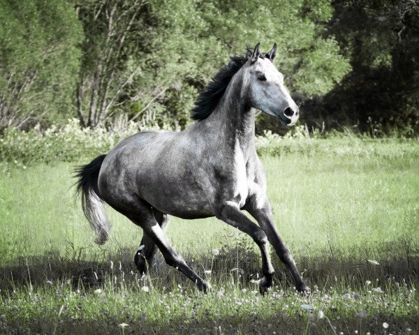 Zuchtstute Burberry (Koninklijk Warmbloed Paardenstamboek Nederland (KWPN), 2016, von Bairactar Olympus)