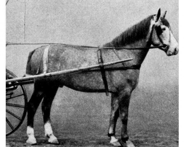 stallion Edelfalke (Westphalian, 1904, from Excellenz (Old))