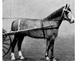 stallion Edelfalke (Westphalian, 1904, from Excellenz (Old))