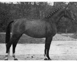 Zuchtstute Dorette (Westfale, 1955, von Dorn)