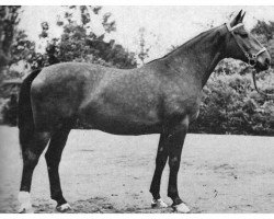 broodmare Feste (Westphalian, 1941, from Fesch)