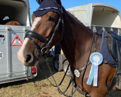 jumper Starlight of Gold (Hanoverian, 2016, from Stakkato Gold)