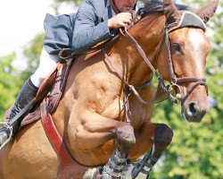 Springpferd Quorane Nils (Selle Français, 2004, von Tarzan de Beaulieu)