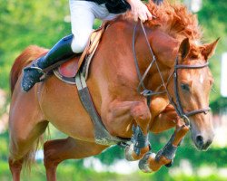 broodmare Shiva de Nantuel (Selle Français, 2006, from Baloubet du Rouet)