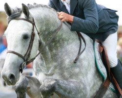 jumper Coupe de Dinard (Hanoverian, 2006, from Calido I)