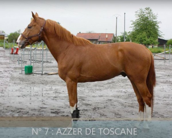 Springpferd Azzer de Toscane (Selle Français, 2010, von Diamant de Semilly)