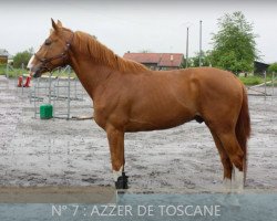 jumper Azzer de Toscane (Selle Français, 2010, from Diamant de Semilly)