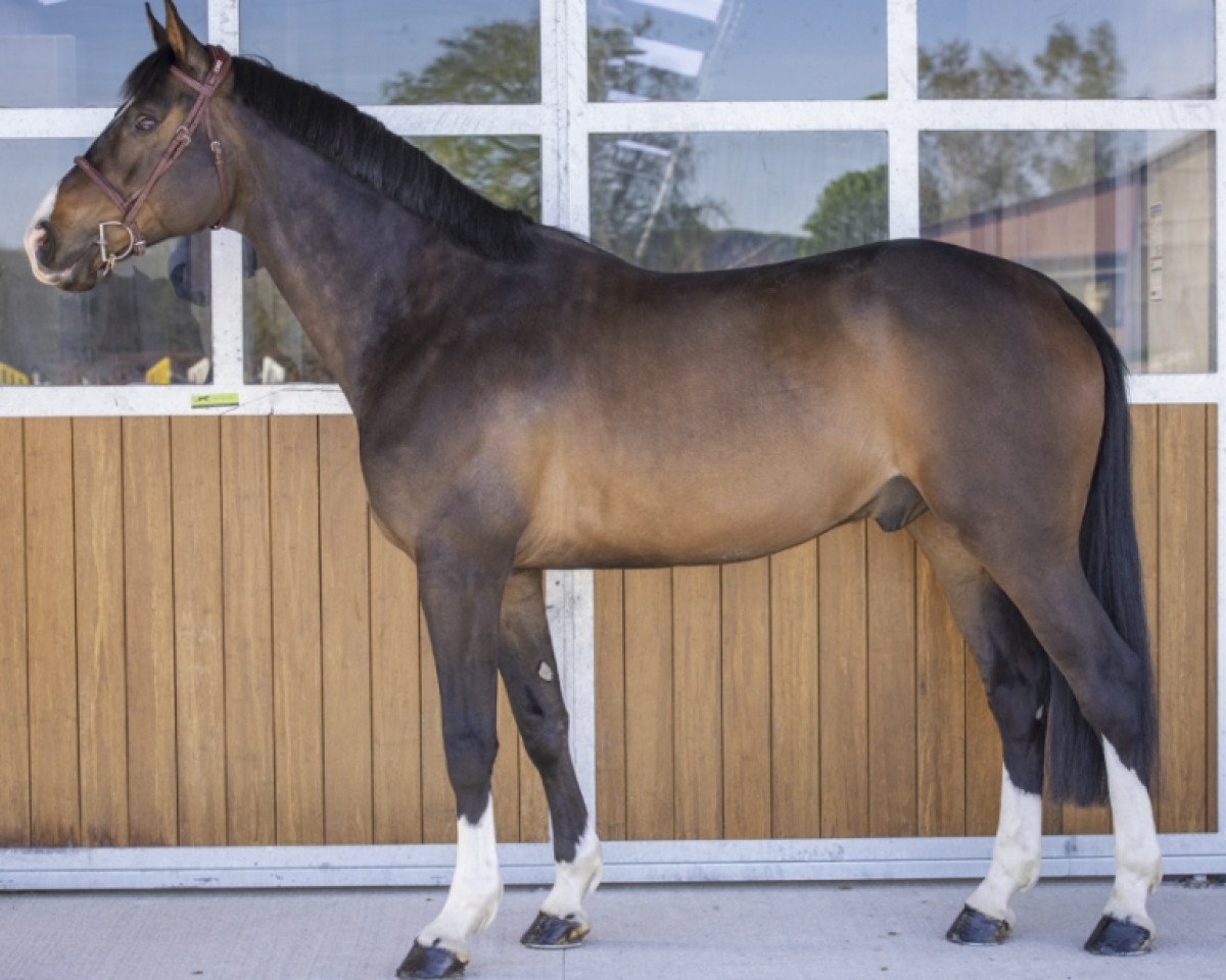 Springpferd Cristal de Toscane (Selle Français, 2012, von Kannan)
