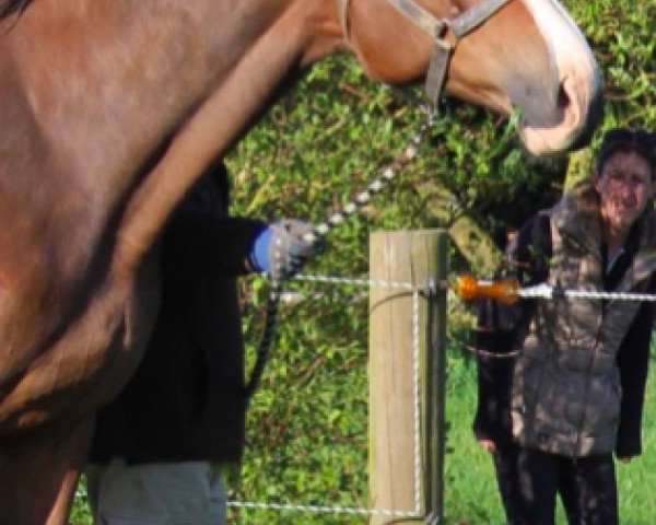 broodmare Quarmen de Toscane (Selle Français, 2004, from Quidam de Revel)