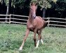 dressage horse Quäntchen Glück 22 (Hanoverian, 2016, from Quantensprung 3)