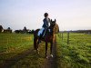 dressage horse Vito Vom Groendu CH (Freiberger, 2014, from Vitali CH)