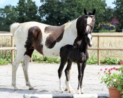 broodmare Yahoo (Swedish Warmblood, 2004, from Allegretto)