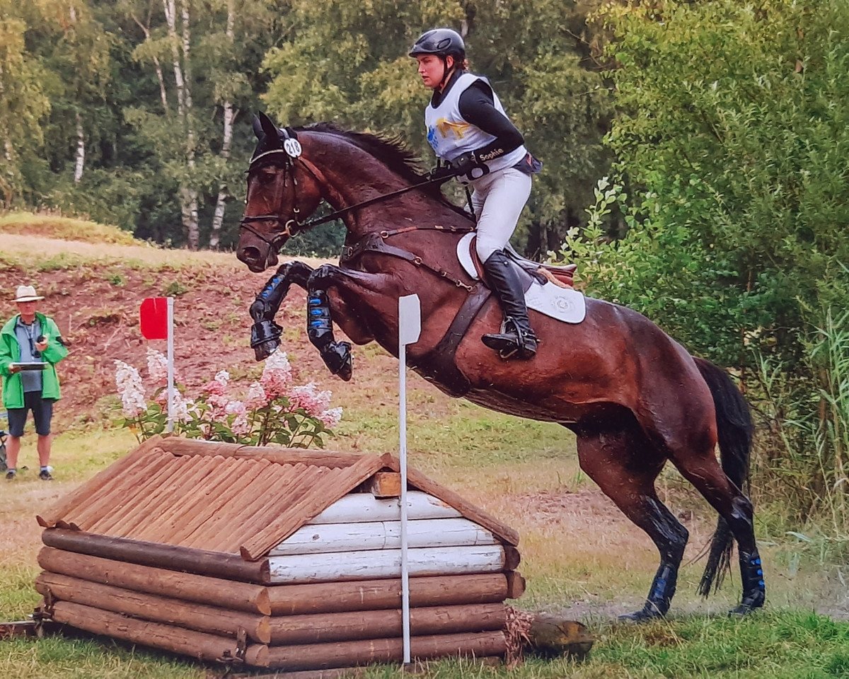 Springpferd Estelle 65 (Hannoveraner, 2012, von Edward 28)