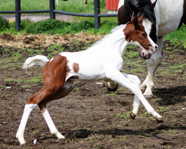 Springpferd Kalypso af Elestorp (Mecklenburger, 2020, von Karat du Plessis)