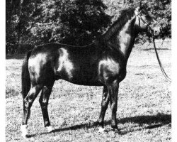 stallion Perser (Württemberger, 1975, from Perfekt)