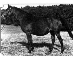 broodmare Julia (Württemberger, 1961, from Julmond)