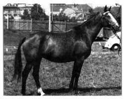 broodmare Geisha (Württemberger, 1960, from Golddollar)