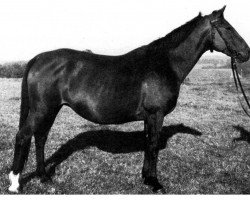 broodmare Halali (Württemberger, 1955, from Halef 1937 ox)